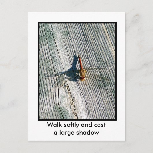 Carte Postale libellule (Devant)