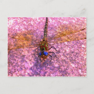 Carte Postale libellule
