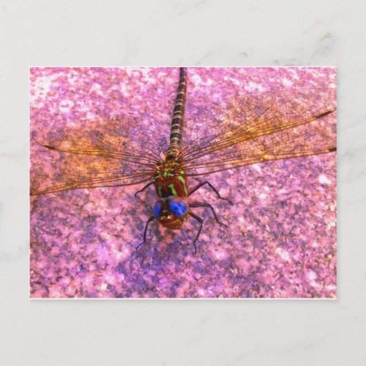 Carte Postale libellule (Devant)