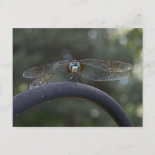 Carte Postale libellule