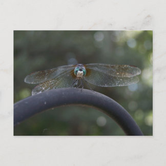 Carte Postale libellule