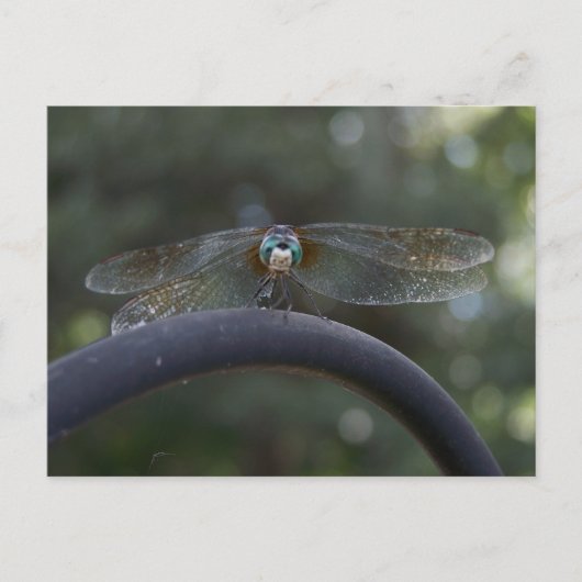 Carte Postale libellule (Devant)