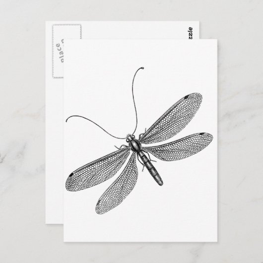 Carte Postale libellule (Devant / Derrière)