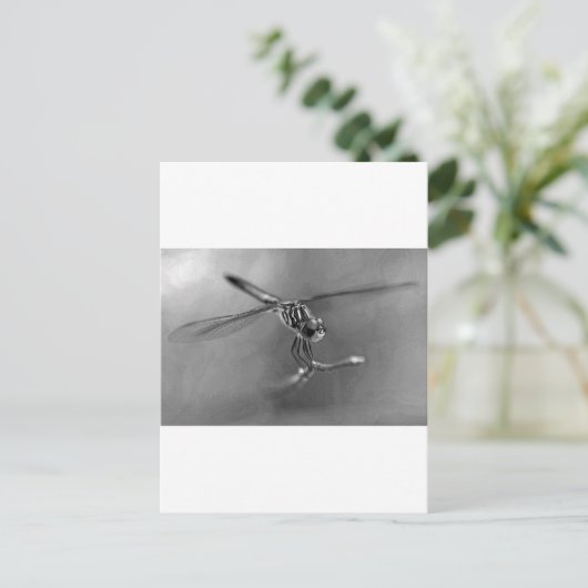 Carte Postale libellule (Debout devant)