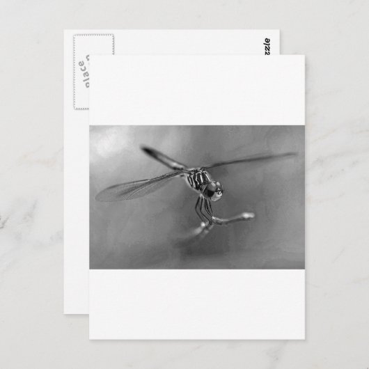 Carte Postale libellule (Devant / Derrière)