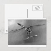 Carte Postale libellule (Devant / Derrière)