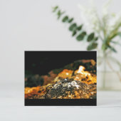 Carte Postale libellule (Debout devant)