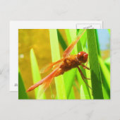 Carte Postale libellule (Devant / Derrière)