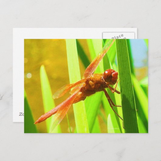 Carte Postale libellule (Devant / Derrière)