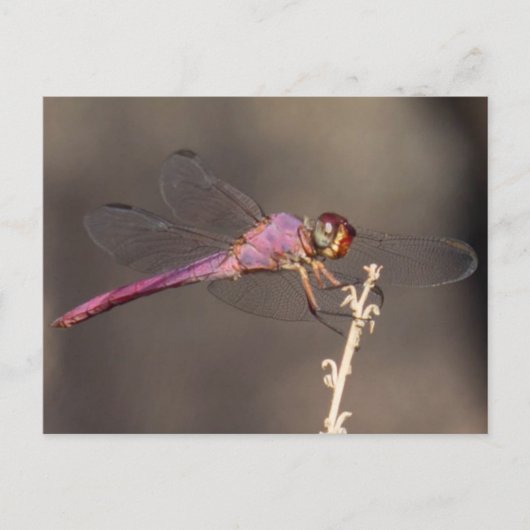 Carte Postale libellule (Devant)