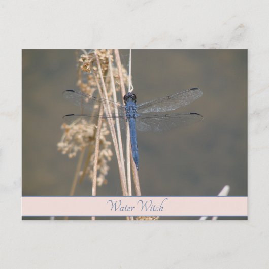 Carte Postale Libellule bleue (Devant)