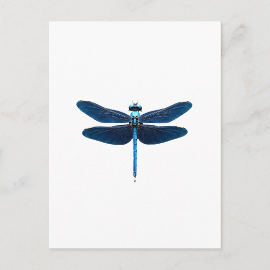 Carte Postale Libellule bleue - Ento amateur d'insectes faune (Devant)