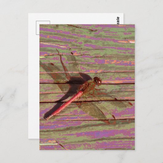 Carte Postale Libellule Colorée (Devant / Derrière)