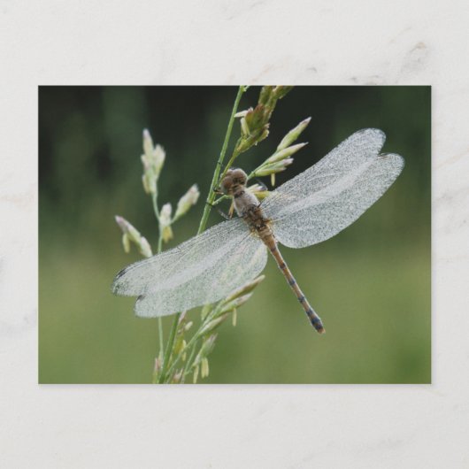 Carte Postale Libellule Darner couverte de rosée (Devant)