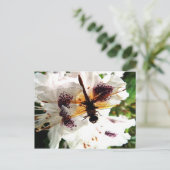 Carte Postale Libellule de jardin (Debout devant)