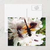 Carte Postale Libellule de jardin (Devant / Derrière)
