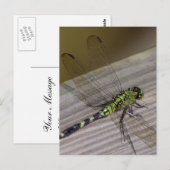 Carte Postale libellule d'insectes (Devant / Derrière)