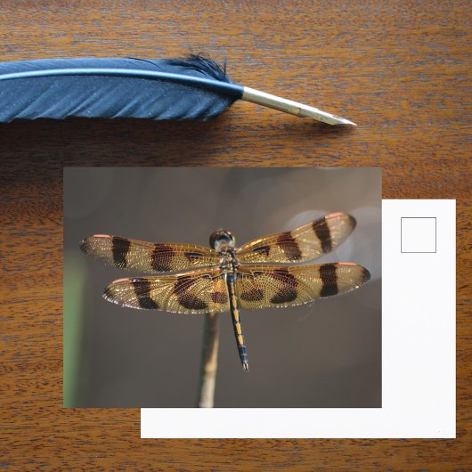 Carte Postale Libellule Dorée Photographie de la Nature