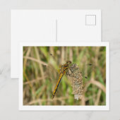 Carte Postale Libellule femelle Black Darter (Devant / Derrière)