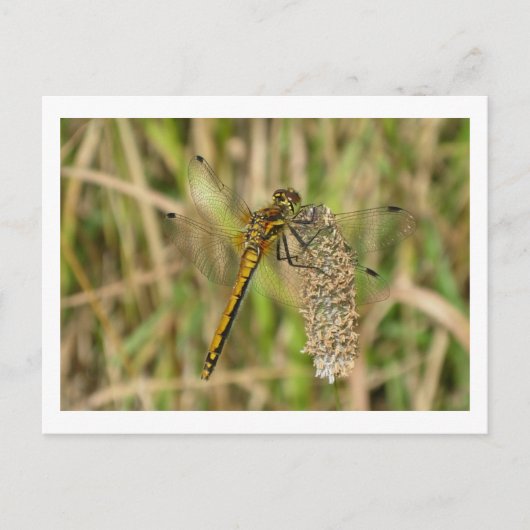Carte Postale Libellule femelle Black Darter (Devant)