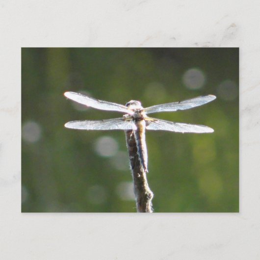 Carte Postale libellule gris clair (Devant)