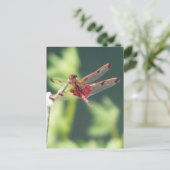 Carte Postale Libellule rouge (Debout devant)