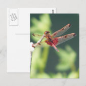 Carte Postale Libellule rouge (Devant / Derrière)