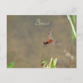 Carte Postale Libellule rouge posée sur une paille (Devant)