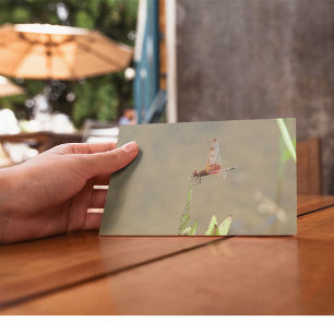 Carte Postale libellule rouge reposant sur une paille