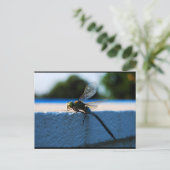 Carte Postale Libellule sur le rebord (Debout devant)