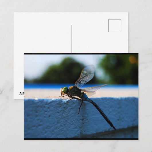 Carte Postale Libellule sur le rebord (Devant / Derrière)