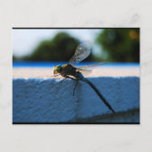 Carte Postale Libellule sur le rebord (Devant)