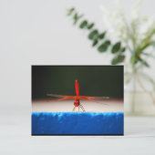 Carte Postale Libellule Trithemis kirbyi (Debout devant)