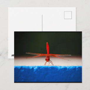Carte Postale Libellule Trithemis kirbyi