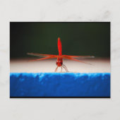 Carte Postale Libellule Trithemis kirbyi (Devant)