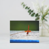 Carte Postale Libellule Trithemis kirbyi (Debout devant)