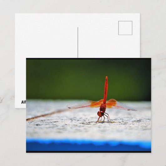 Carte Postale Libellule Trithemis kirbyi (Devant / Derrière)