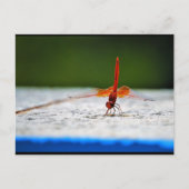 Carte Postale Libellule Trithemis kirbyi (Devant)