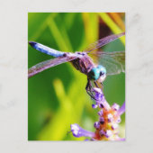 Carte Postale libellule turquoise et violette (Devant)