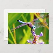 Carte Postale libellule turquoise et violette (Devant / Derrière)