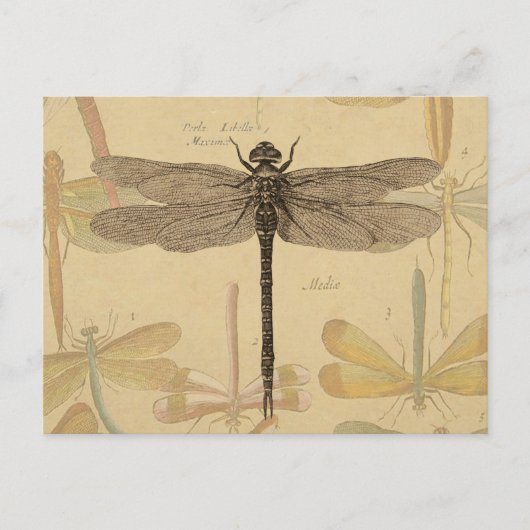 Carte Postale Libellule Vintage Antique Classique Nature (Devant)
