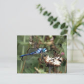 Carte Postale Libellules Libellule bleue sur une enveloppe de fl (Debout devant)