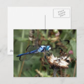 Carte Postale Libellules Libellule bleue sur une enveloppe de fl (Devant / Derrière)