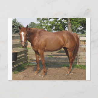 Carte Postale Liberté