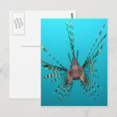 Carte Postale Liberté commune de poisson-lionne paix et joie (Devant / Derrière)