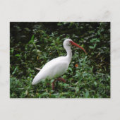 Carte Postale L'Ibis Blanc... (Devant)
