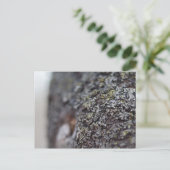 Carte Postale Lichen sur Bark (Debout devant)