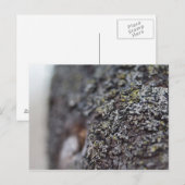 Carte Postale Lichen sur Bark (Devant / Derrière)