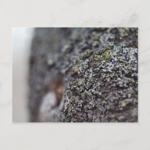 Carte Postale Lichen sur Bark