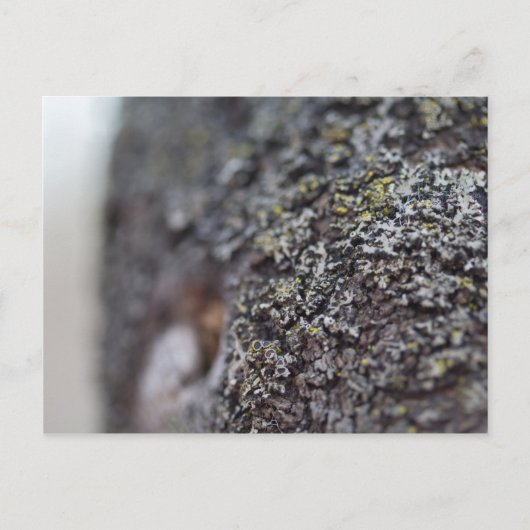 Carte Postale Lichen sur Bark (Devant)